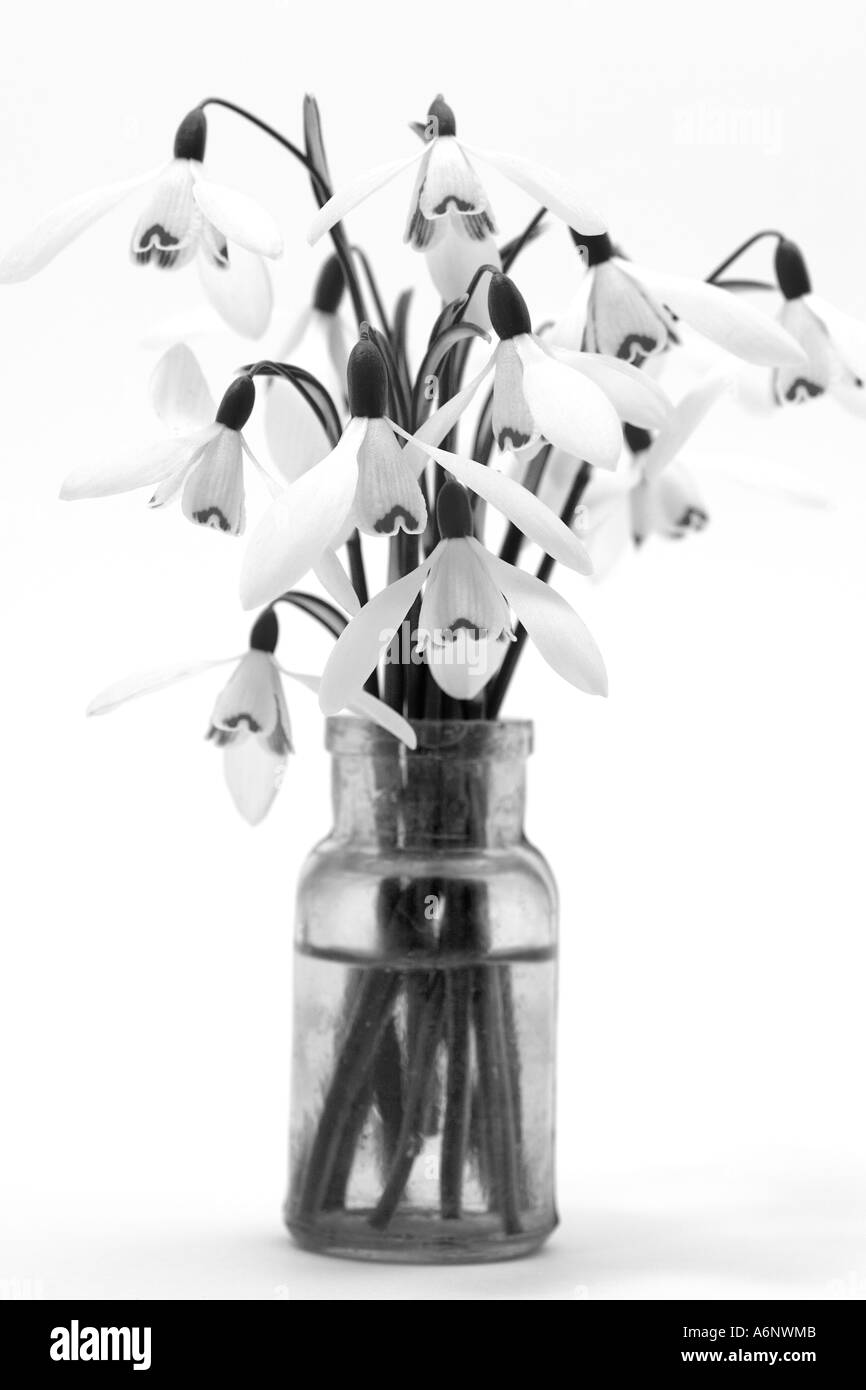 Snowdrop flowers in a glass bottle Stock Photo