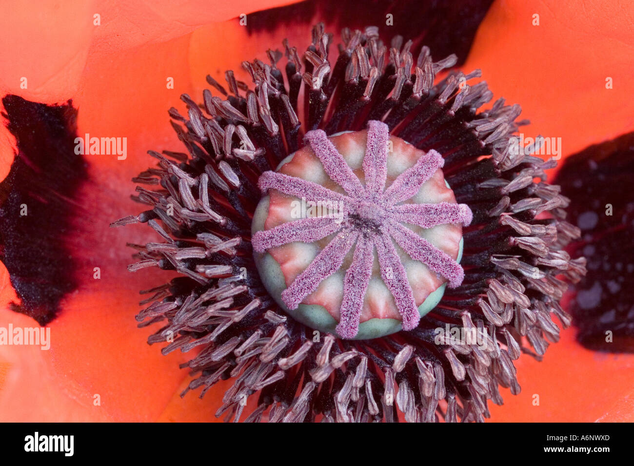 Red poppy black centre hi-res stock photography and images - Alamy