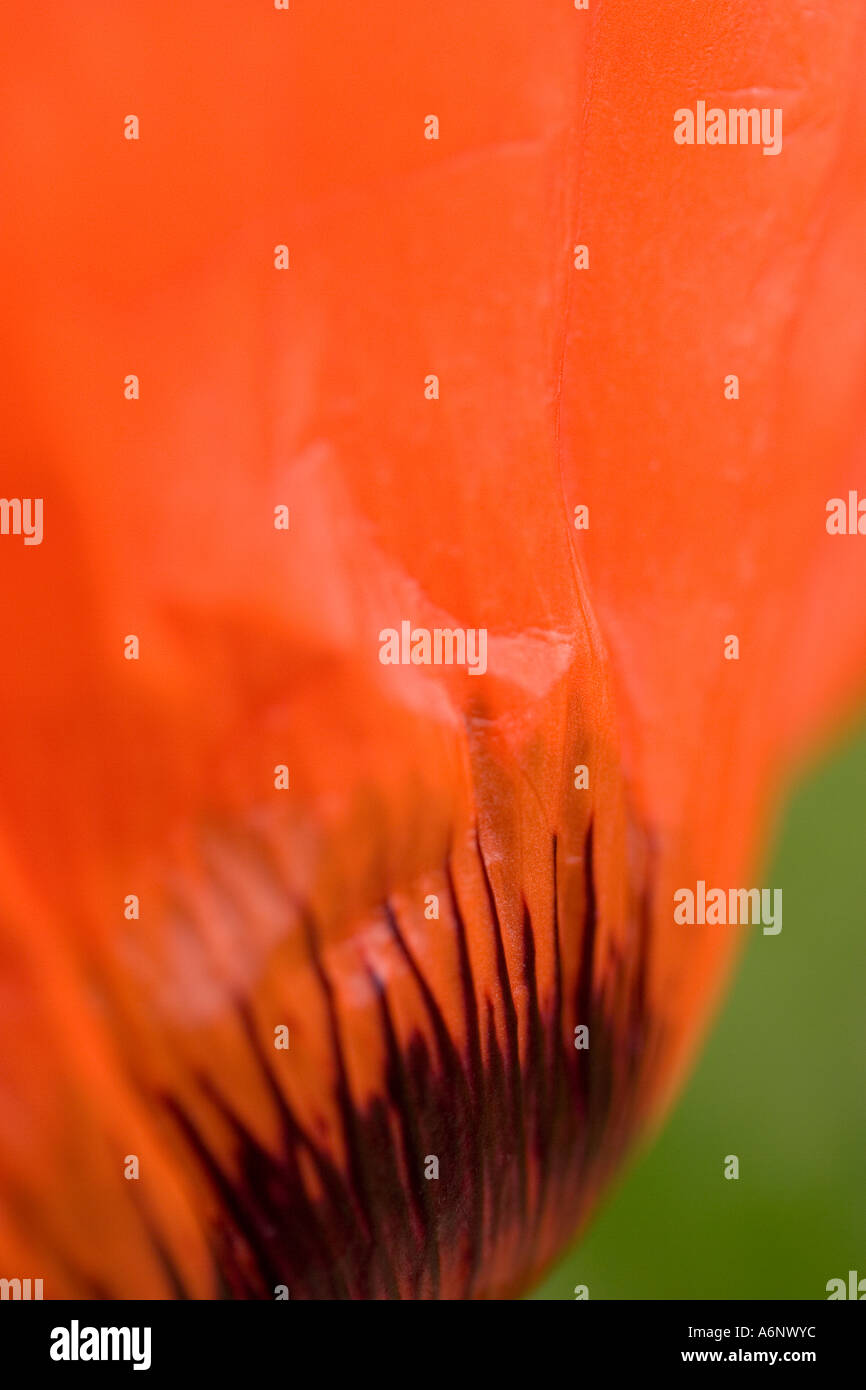 Abstract detail of Oriental Poppy Petals Stock Photo