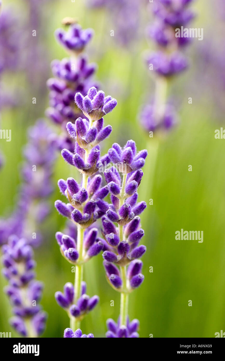 English garden lavender hidcote hires stock photography and images Alamy