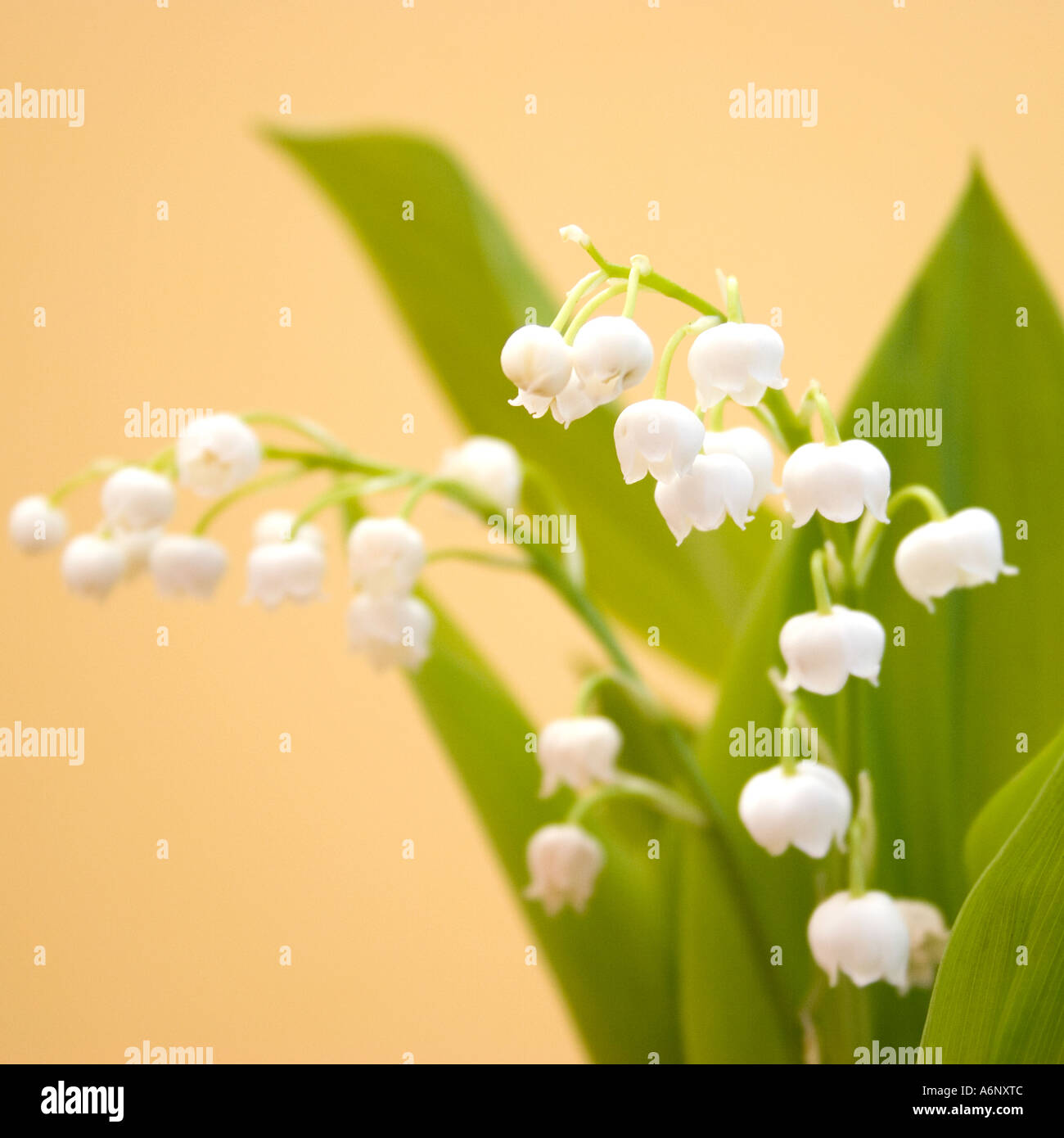 Lily of the Valley Stock Photo Alamy