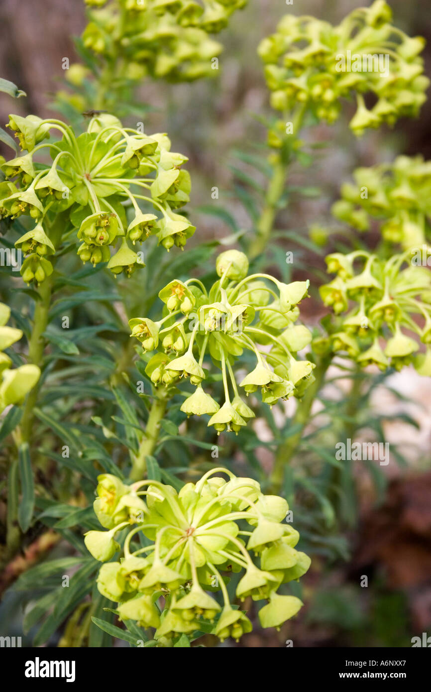 Euphorbia Characias ss Wulfenii Stock Photo