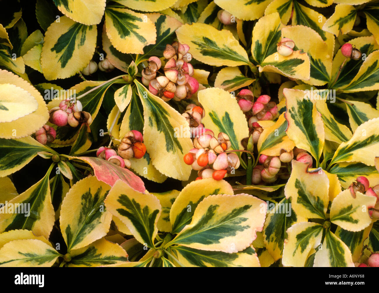 Euonymus fortunei Emerald n Gold Stock Photo