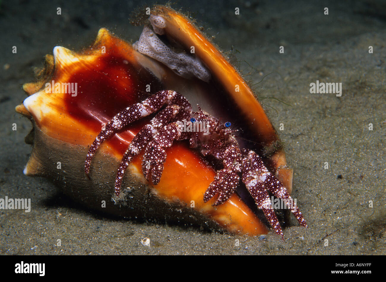 Stareye Hermit Dardanus venosus  Stock Photo