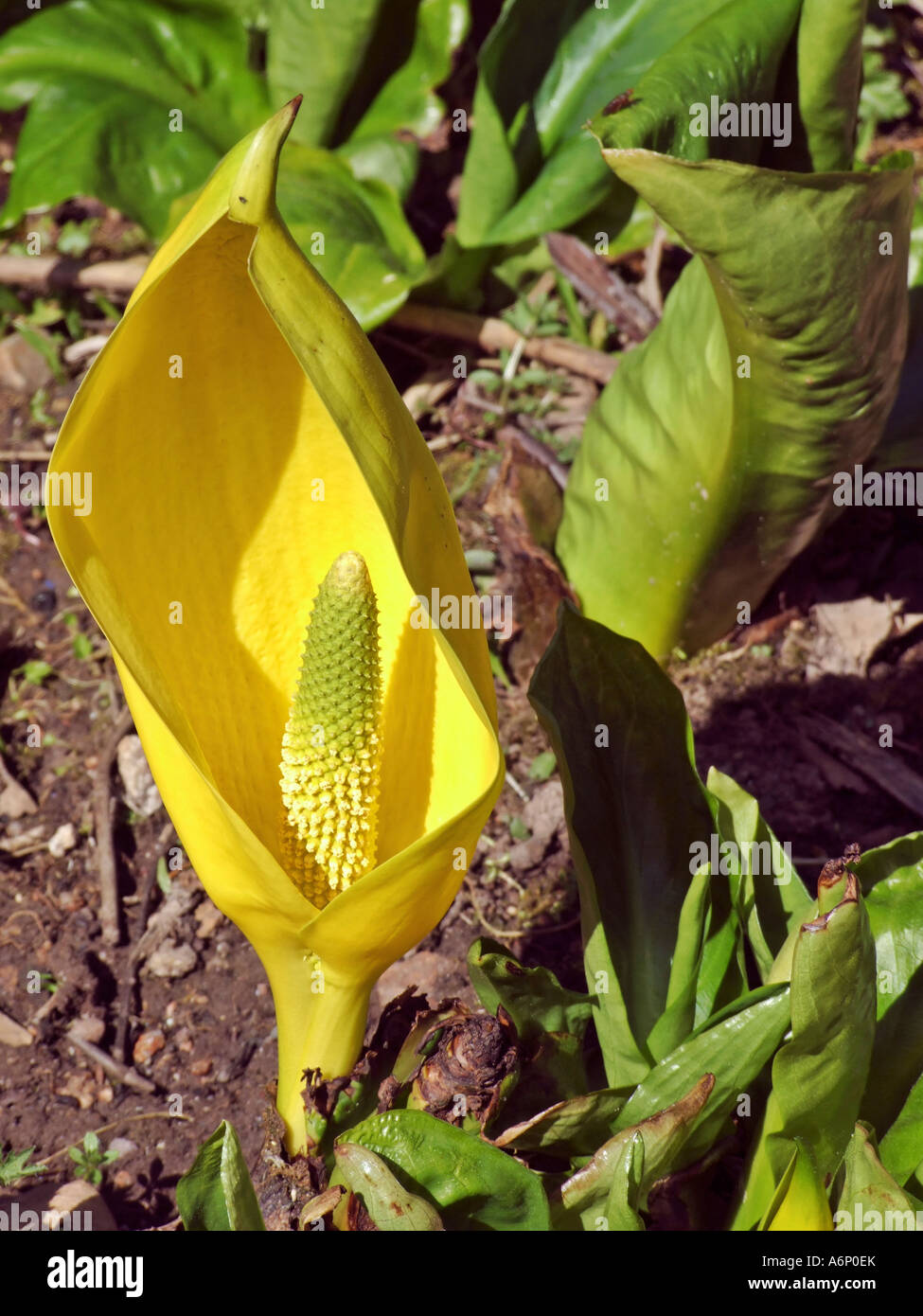 "Western Skunk Cabbage" Lysichiton americanus Stock Photo - Alamy