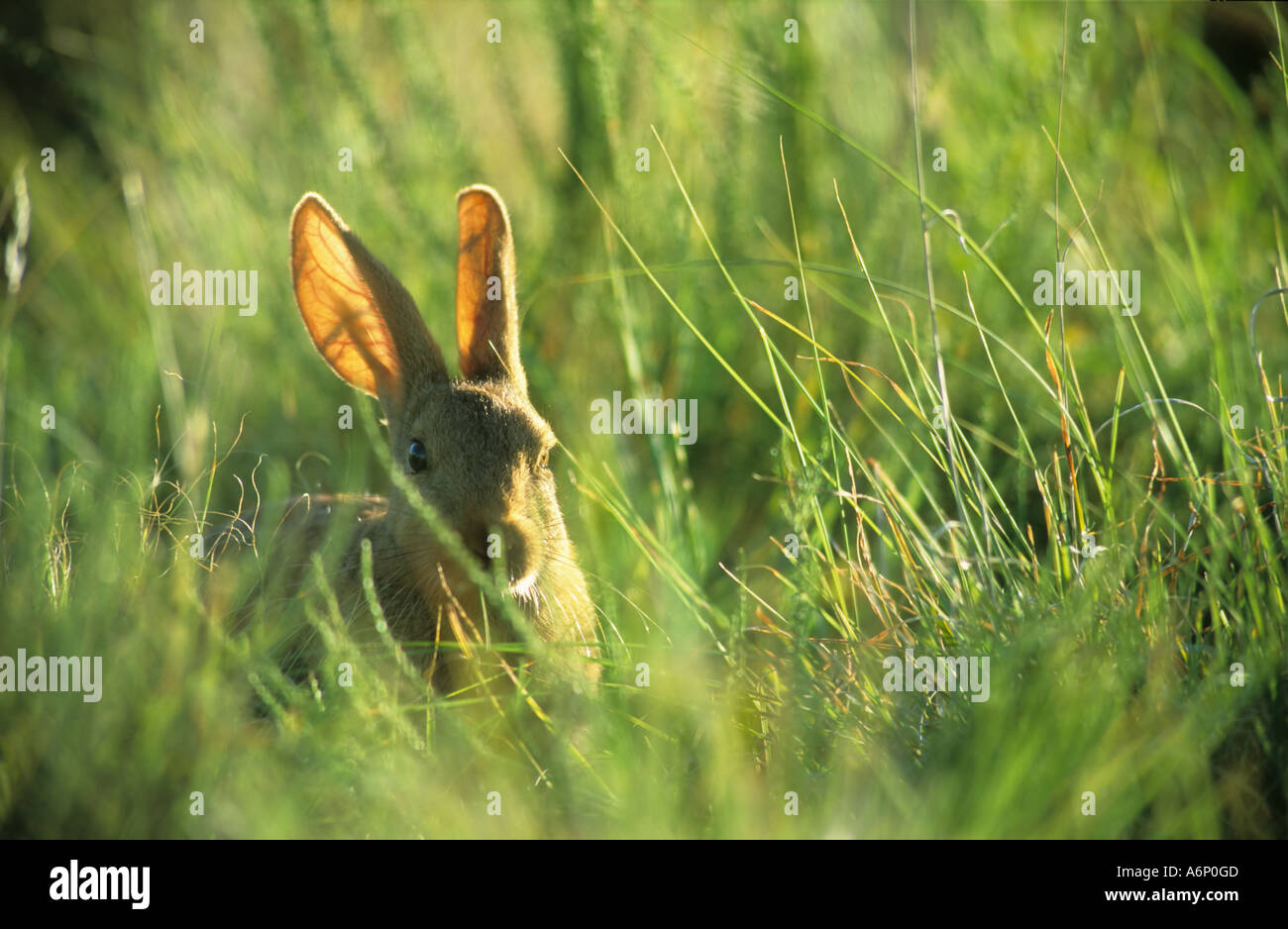 adult Smith's Red Rock Rabbit (Pronolagus rupestris), Free State, South Africa Stock Photo