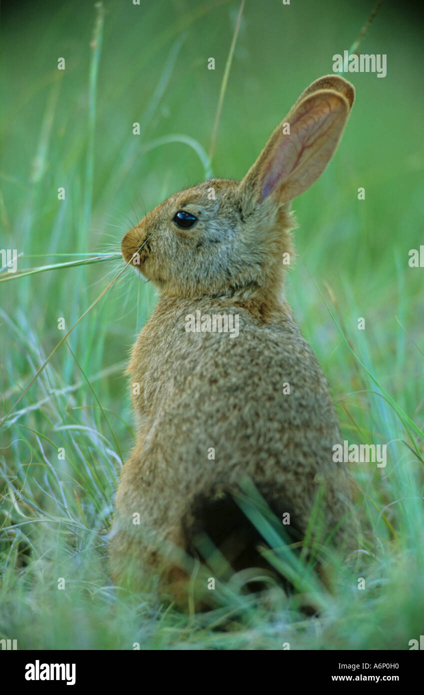 Young Smith's Red Rock Rabbit eating grass (Pronolagus rupestris), Bloemfontein, Free State, South Africa Stock Photo