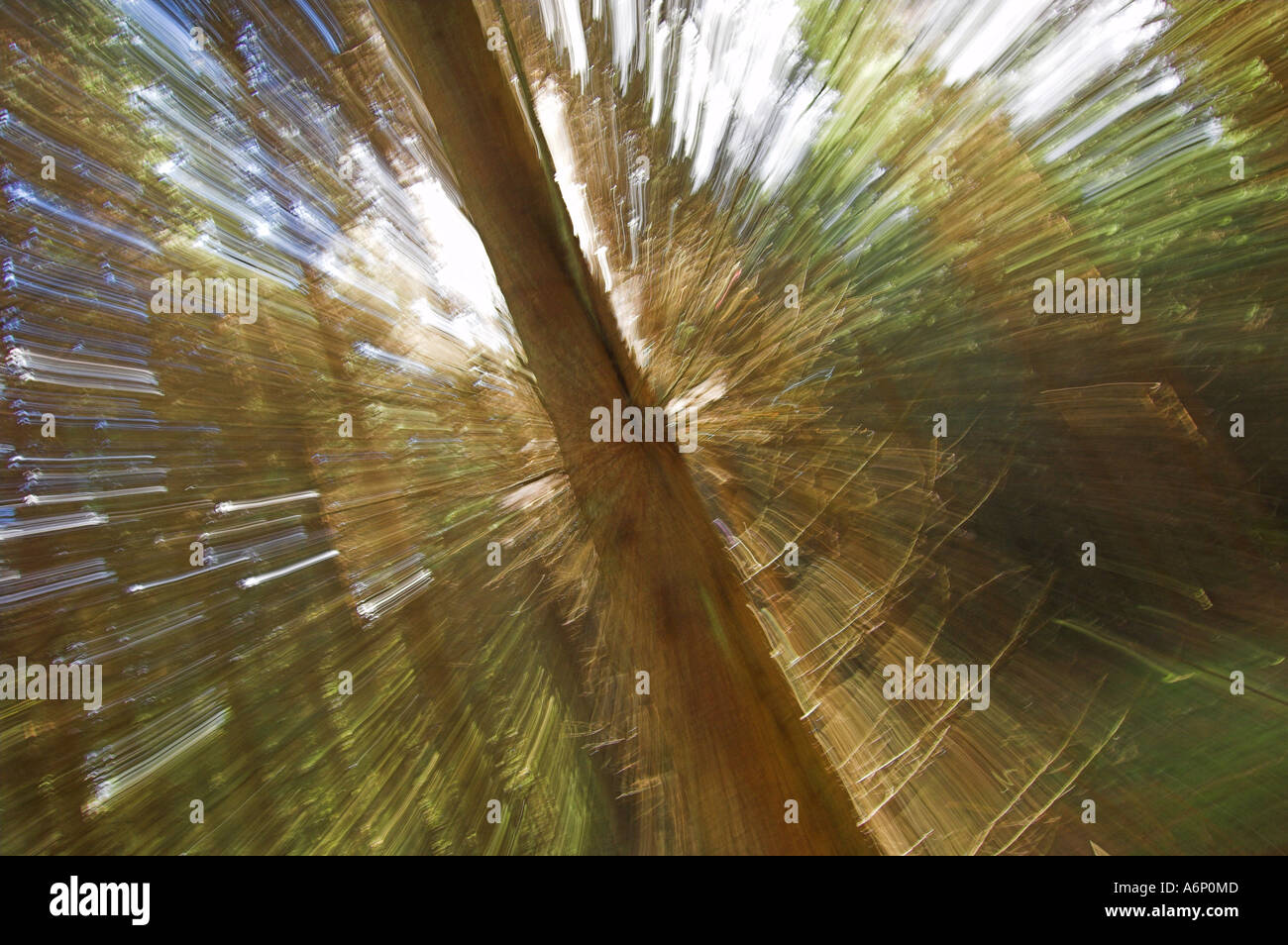 Tree impression Stock Photo
