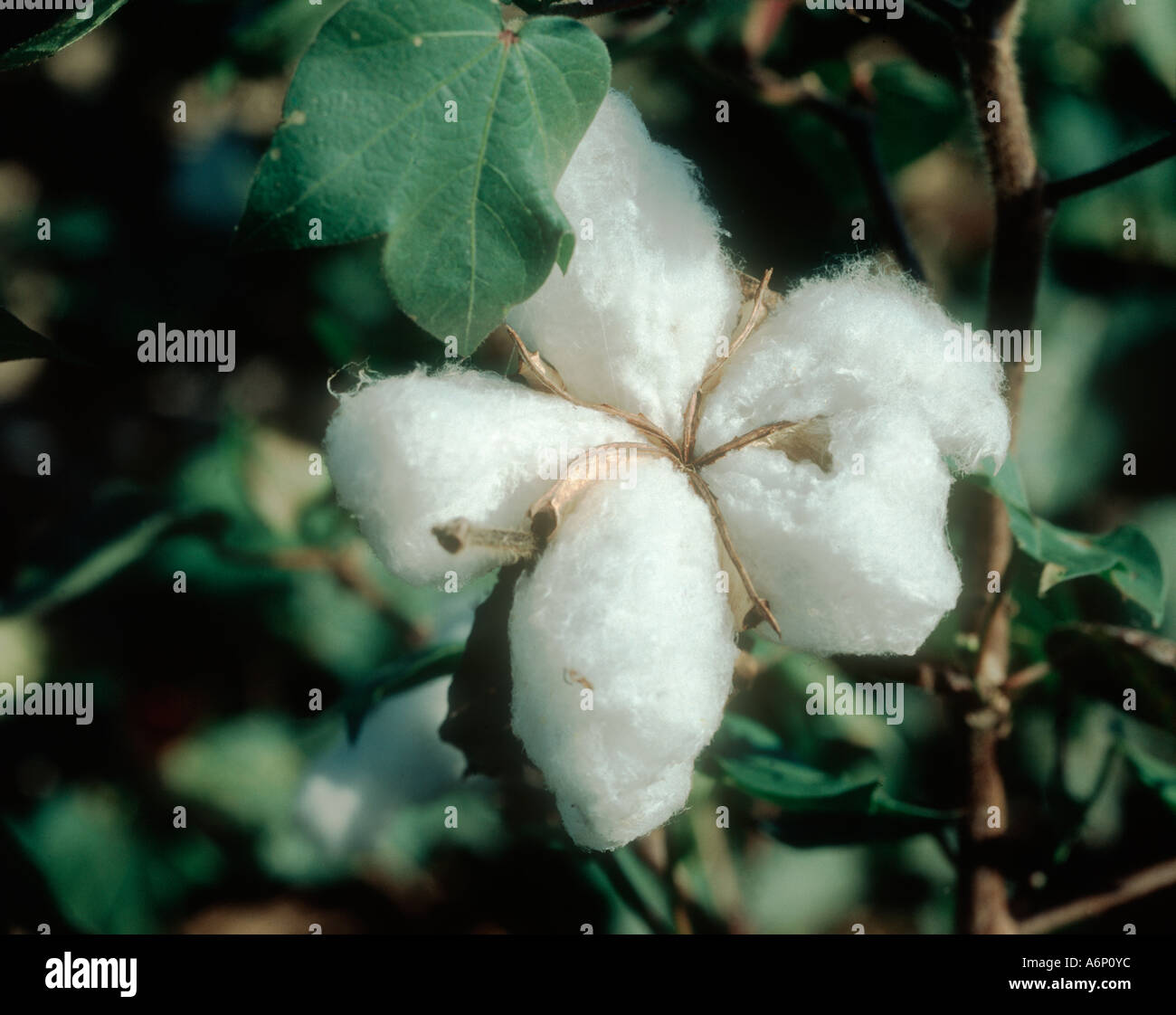 Cotton open boll Louisiana USA Stock Photo Alamy