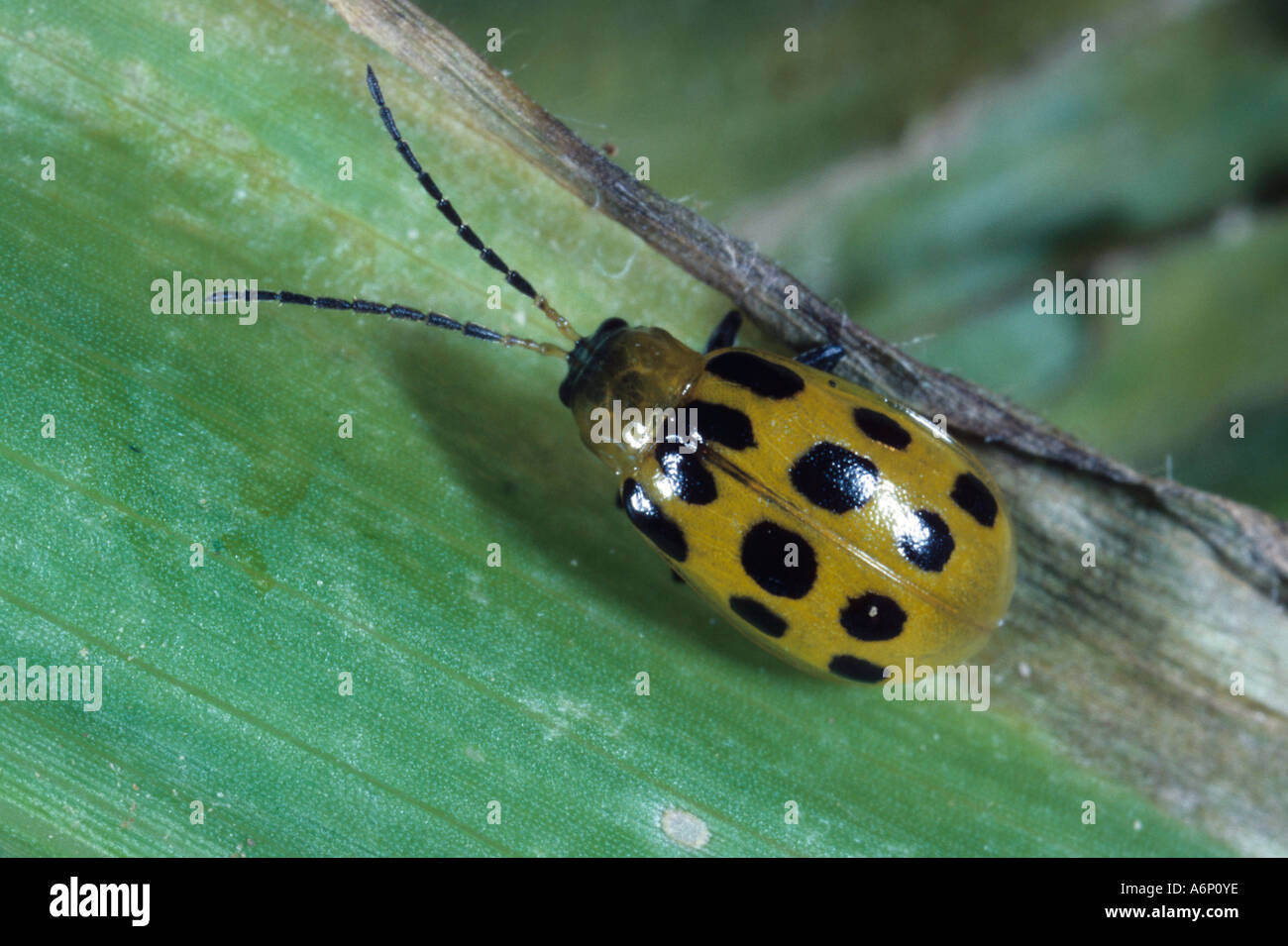 Adult spotted cucumber beetle, Diabrotica Stock Photo