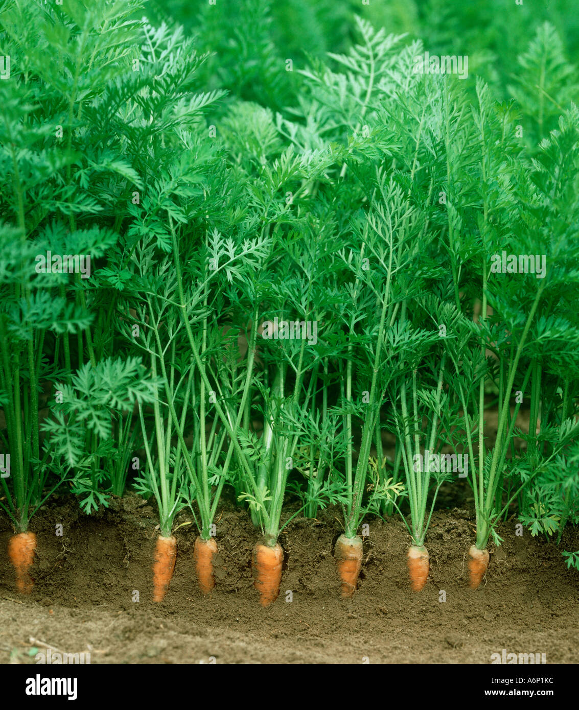 Carrots in ground hi-res stock photography and images - Alamy