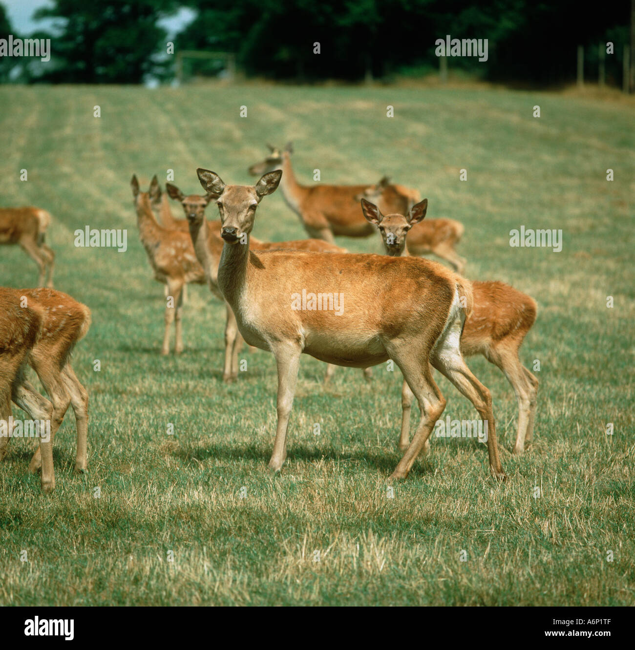 Farmed red deer hinds and 2 month calves on pasture in summer Stock Photo