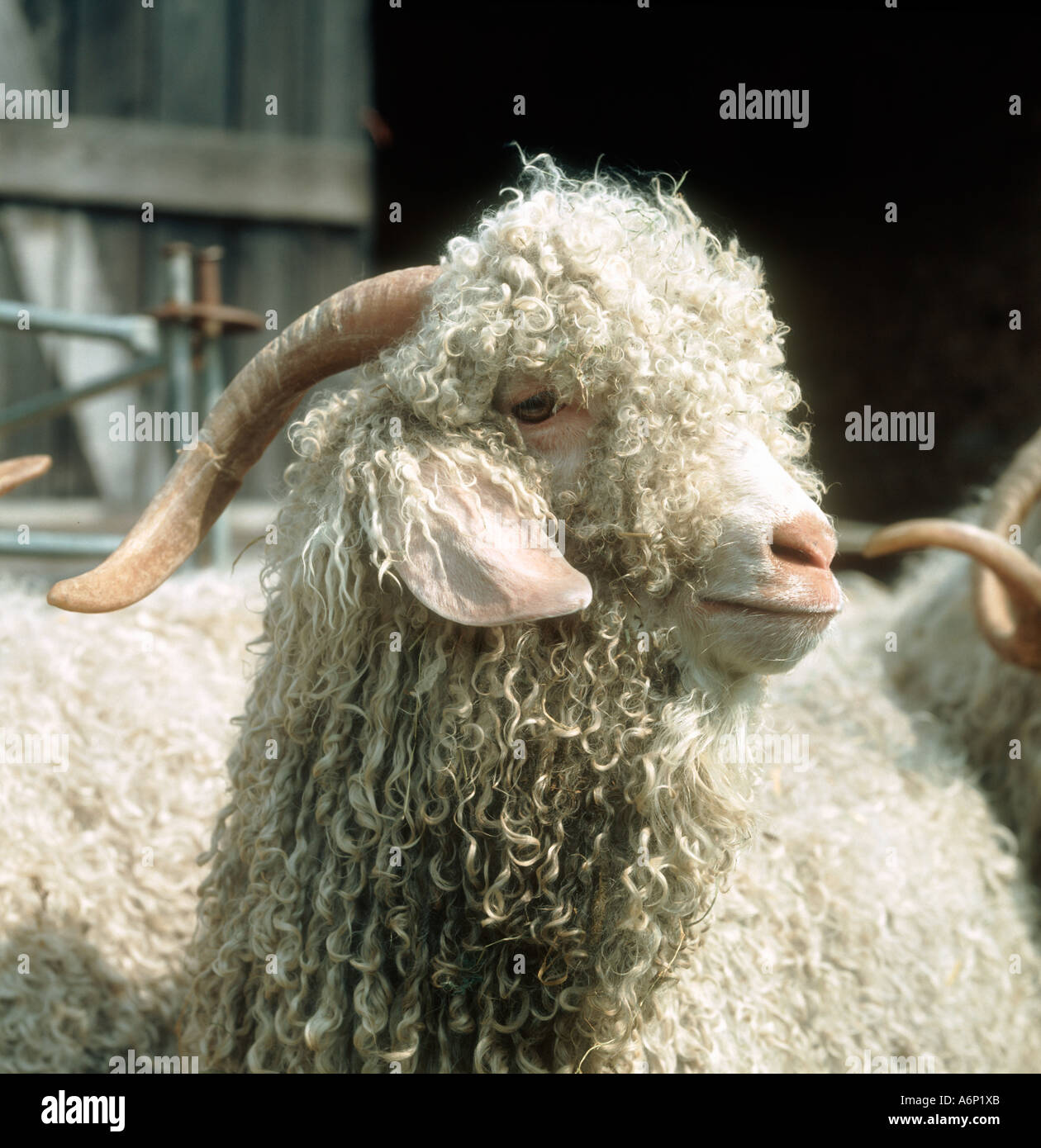 Head and horns of an angora buck goat Stock Photo