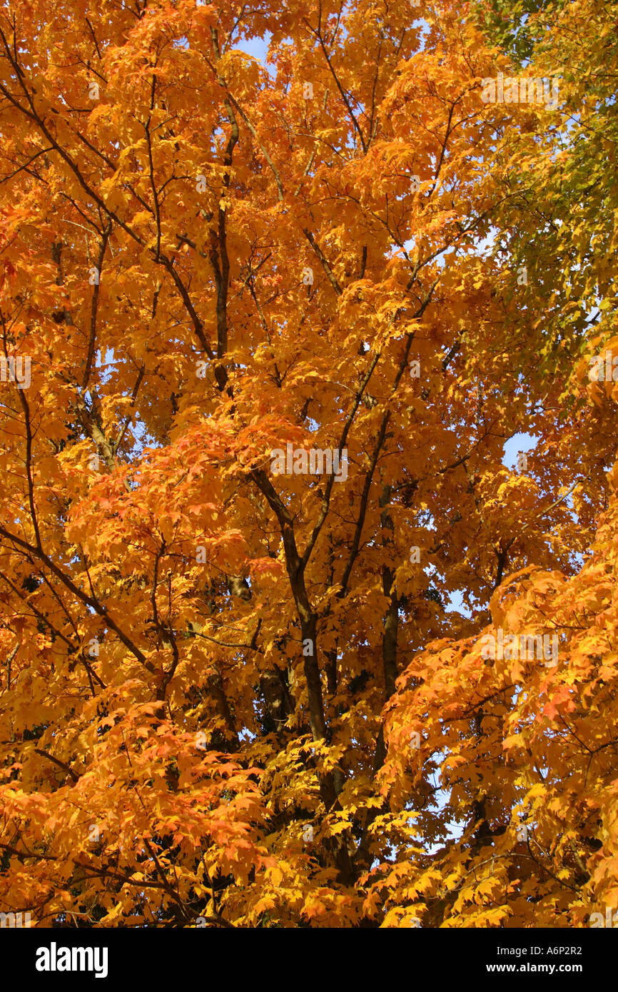 Colorful fall tree, USA Stock Photo - Alamy