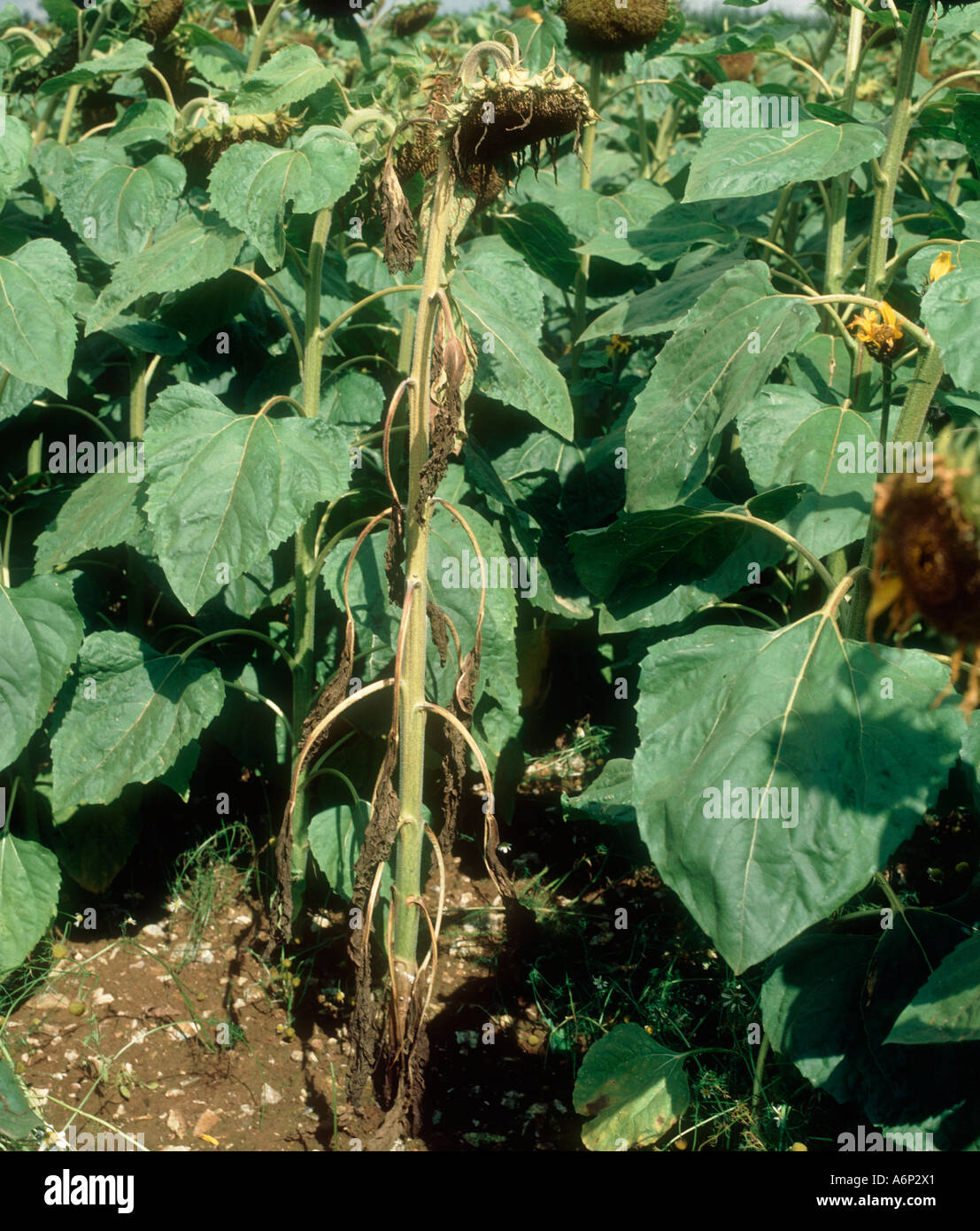 Stem rot Sclerotinia sclerotiorum on dying sunflower plant Stock Photo