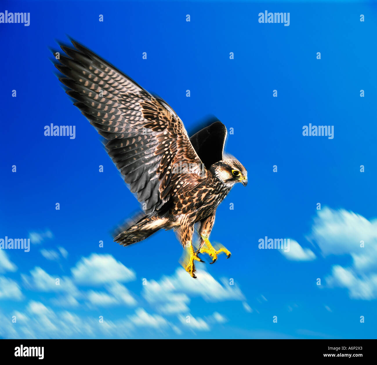Peregrine falcon Stock Photo