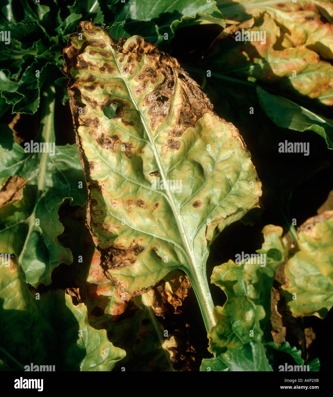 Alternaria leaf spot Alternaria tenuis necrosis on sugar beet leaves