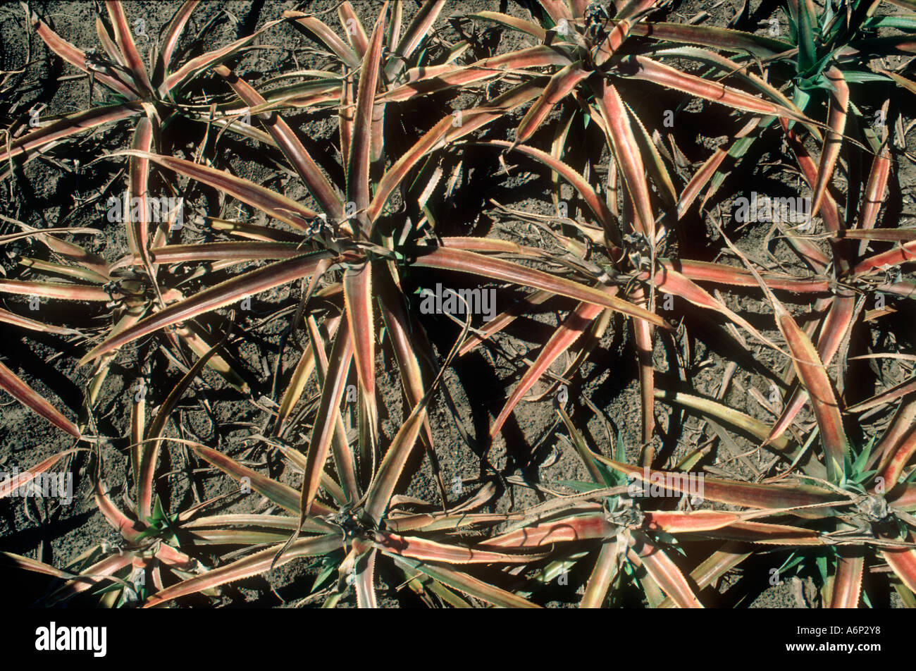Root rot Phytophthora spp affecting dying pineapple plant South Africa
