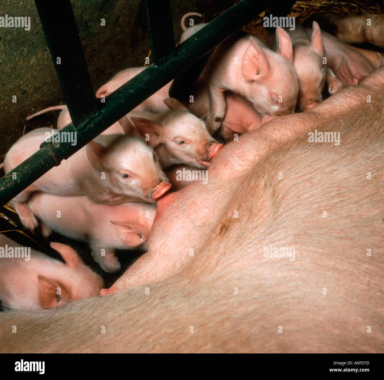 Piglets from a large white sow in a farrowing crate suckling on her teats Stock Photo