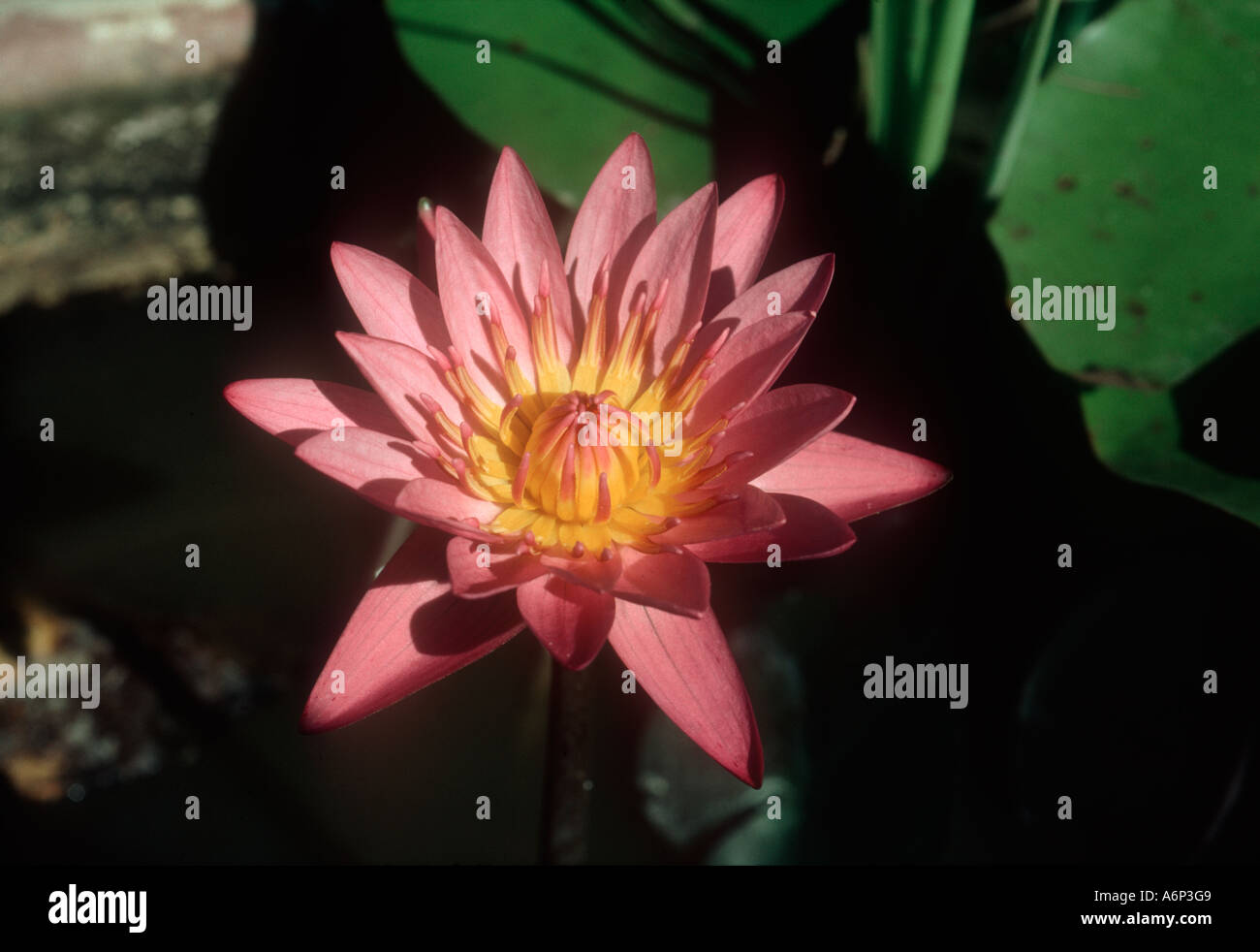 A pink water lily flower Nymphaea sp a common aquotic plant in Thailand Stock Photo