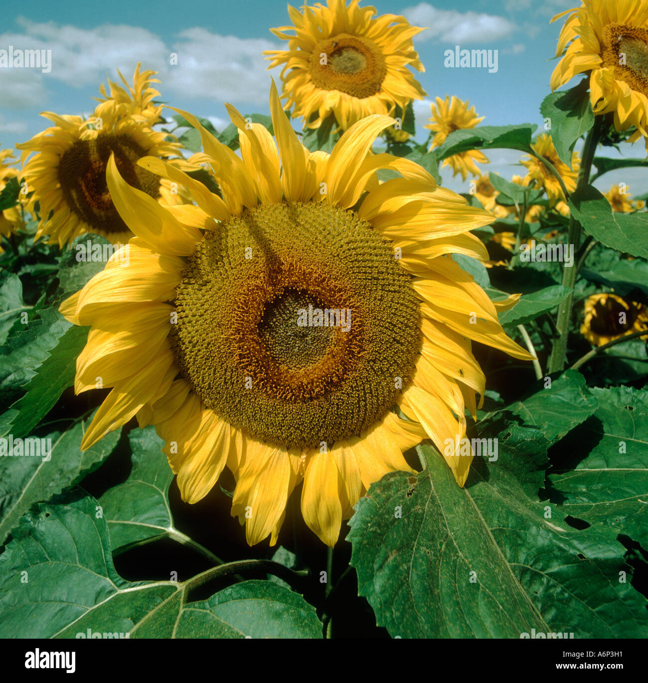 Flowering crop of sunflowers on a fine summer day in Cambridgeshire Stock Photo