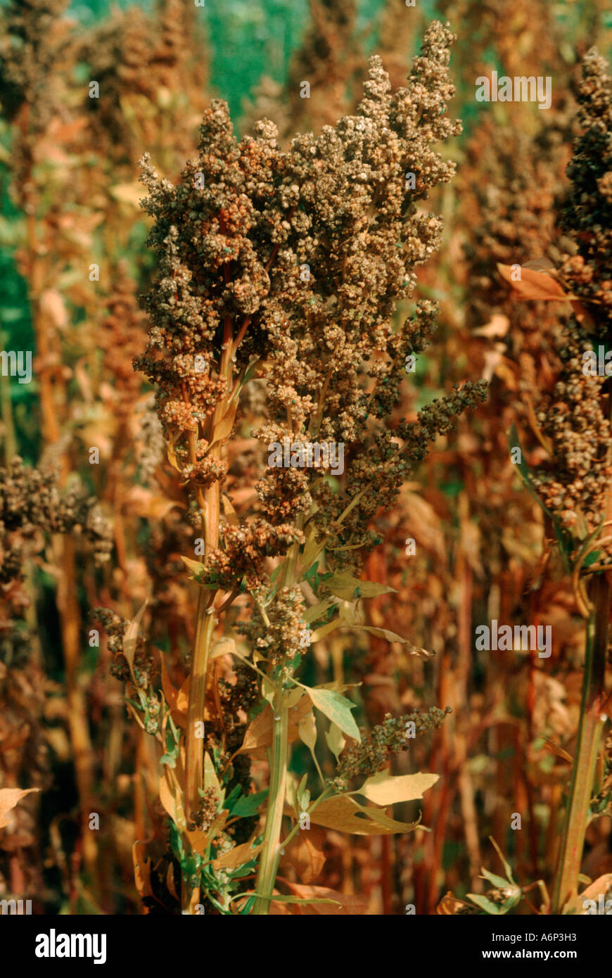 Quinoa Chenopodium quinoa ripening alternative grain crop Stock Photo