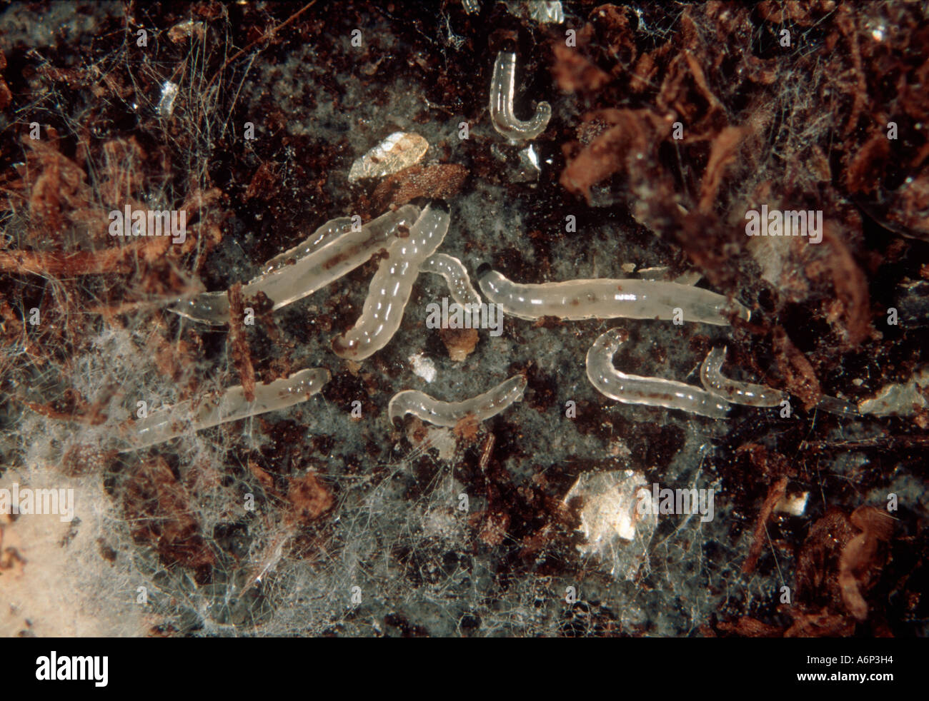 Fungus gnat hires stock photography and images Alamy