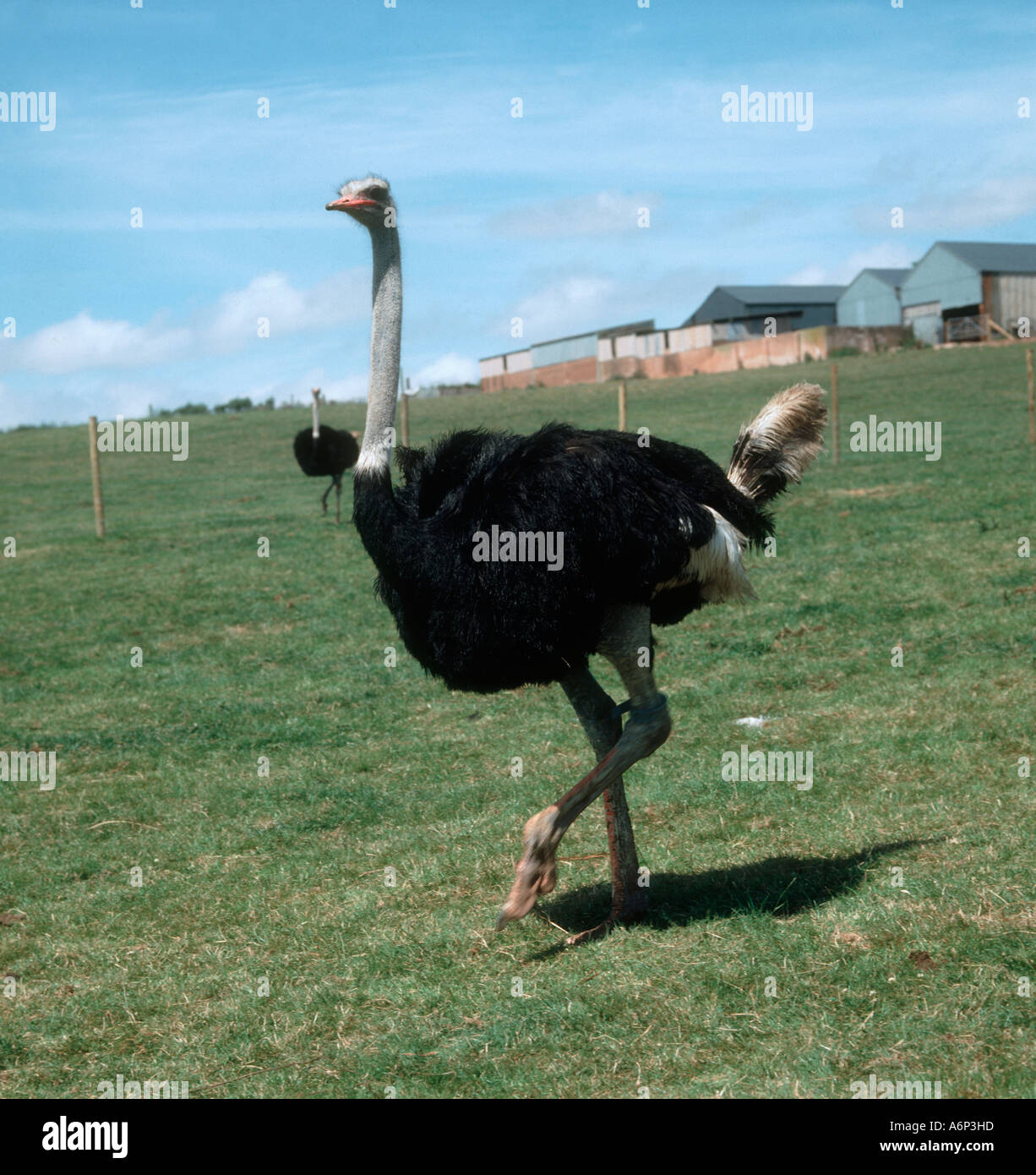 An adult male ostrich on a Devon farm Stock Photo