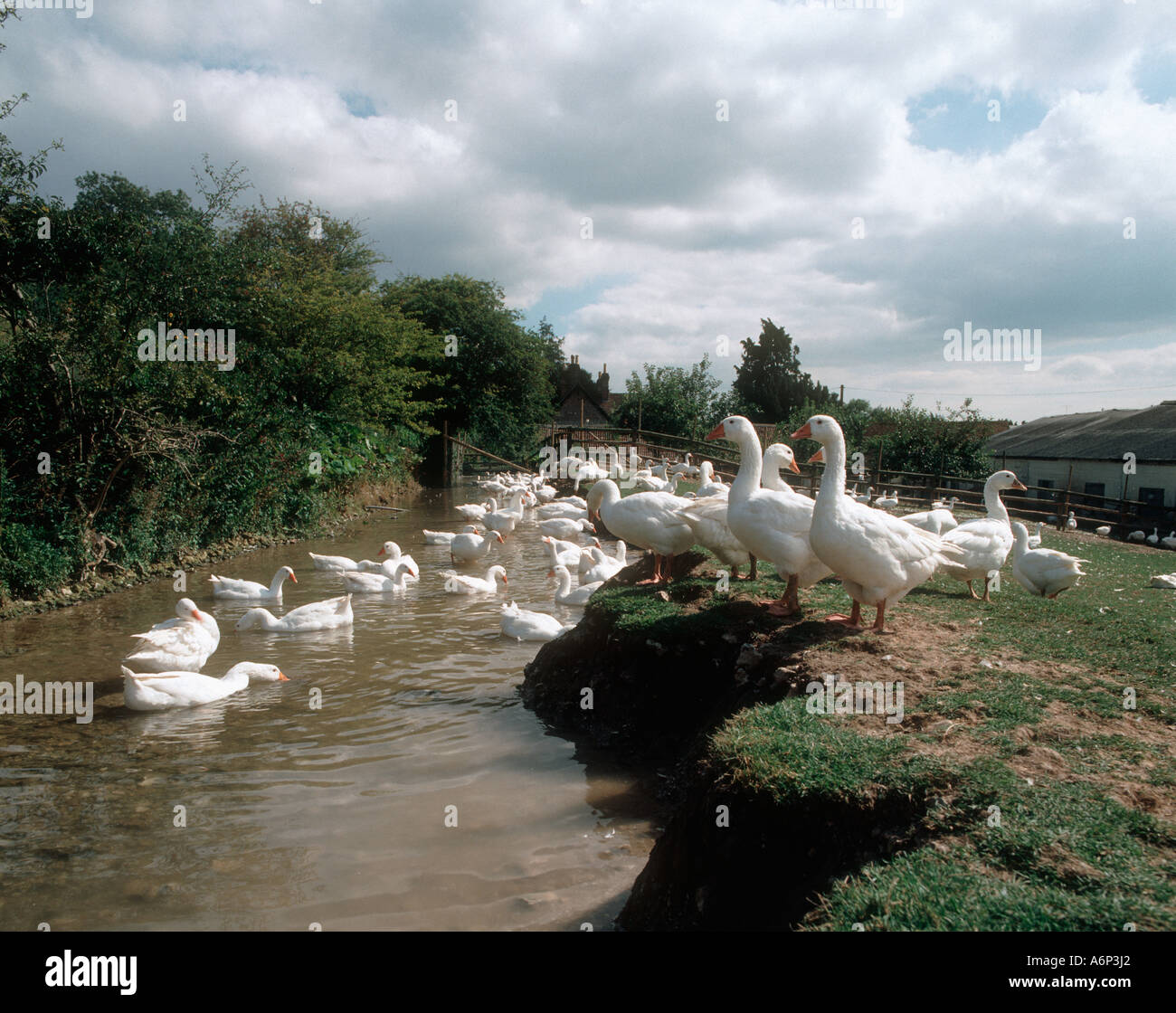 White domestic farmed geese in a small stream and on the bank Stock Photo