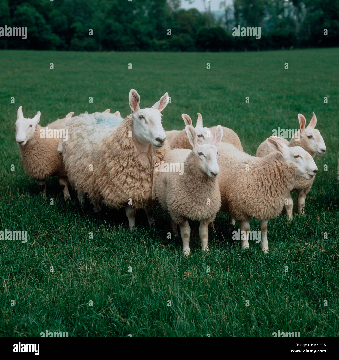 Border Leicester ewe and ewe lambs on Herefordshire pasture Stock Photo