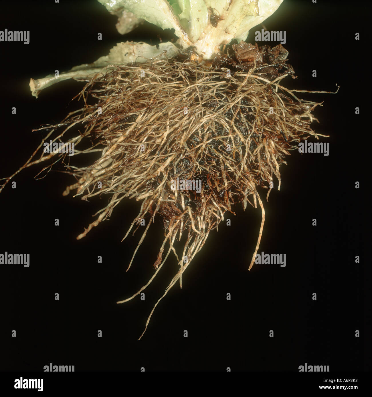 Corky root disease Pyrenochaeta sp affecting lettuce plant roots Stock