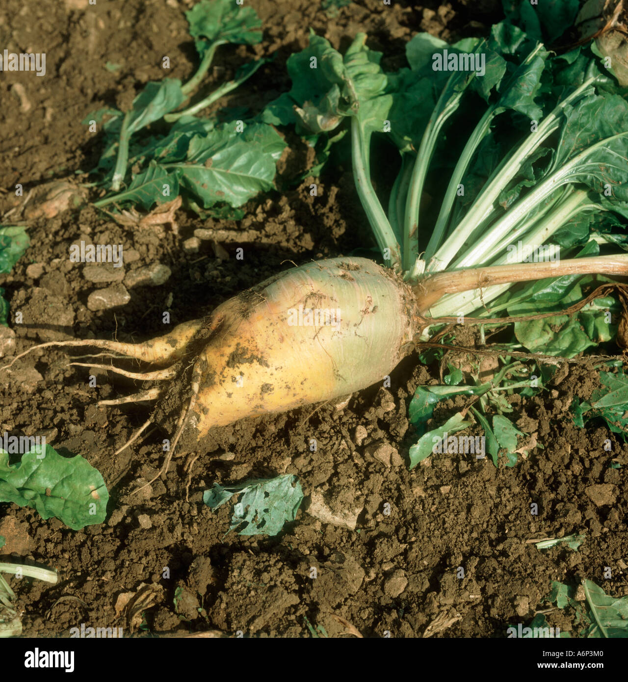 Mature lifted root of fodder beet at harvest Stock Photo Alamy