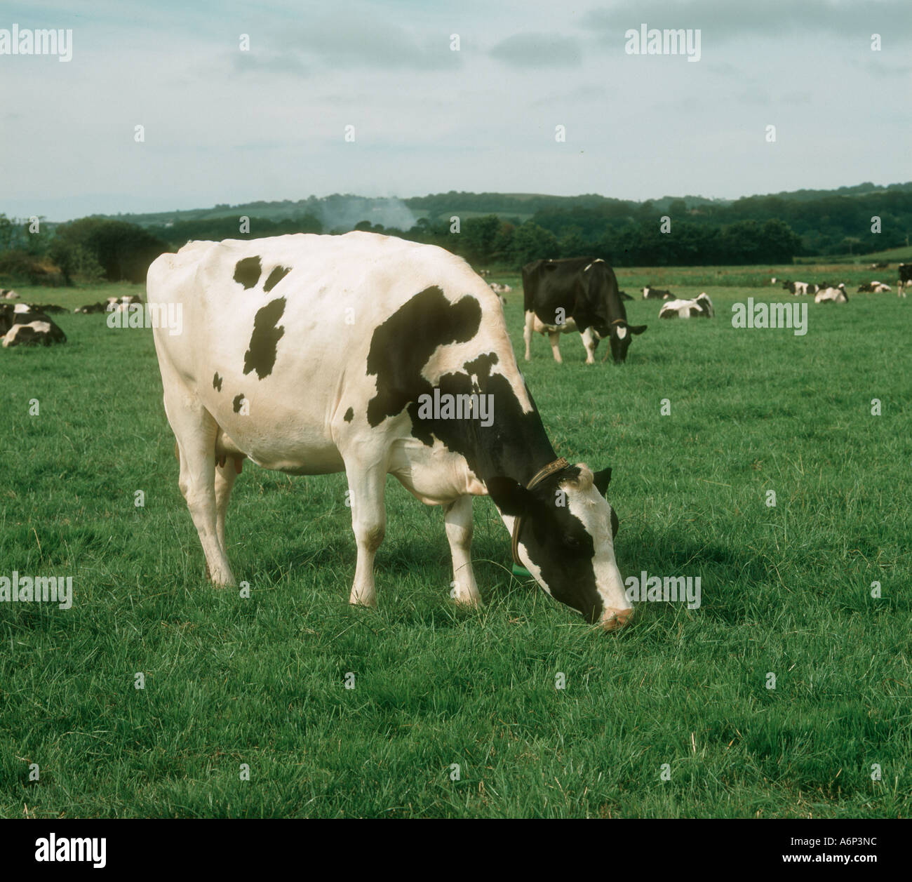 Holstein friesian cow grazing on hi-res stock photography and images ...