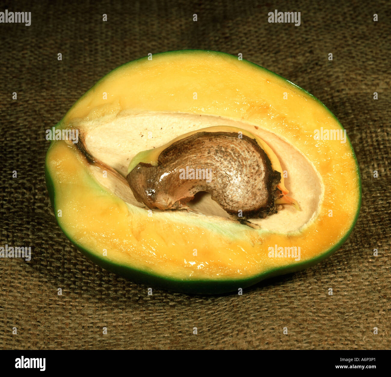 Rotting mango hi-res stock photography and images - Alamy