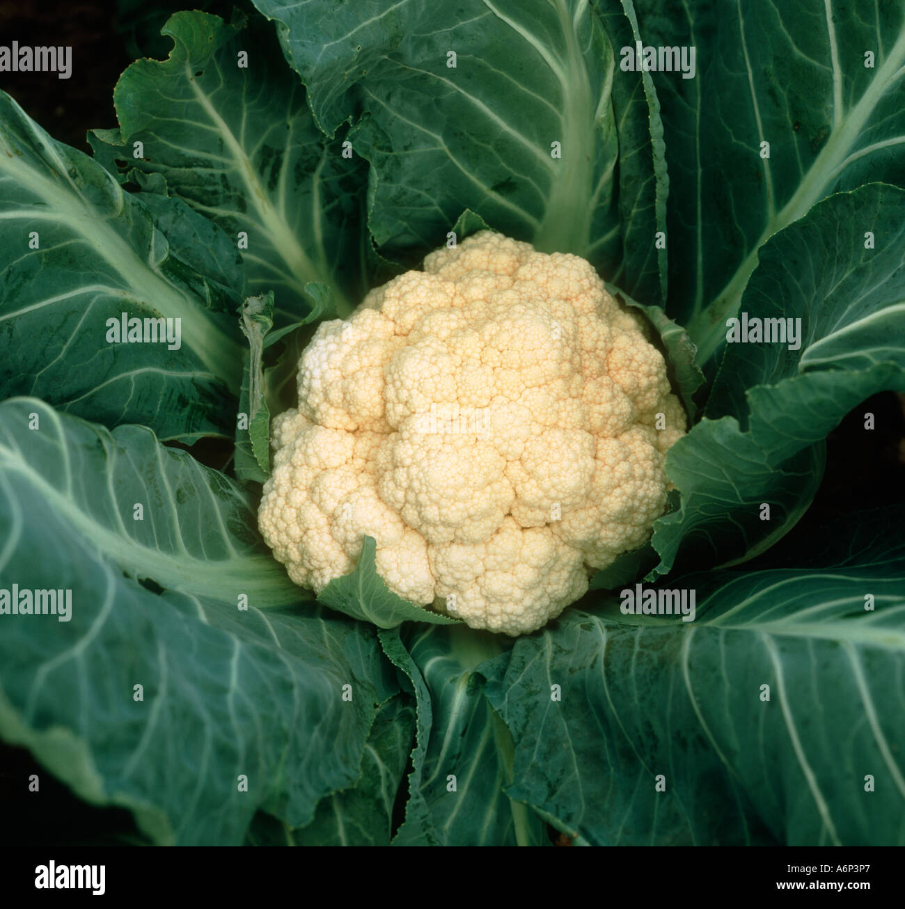 Cauliflower mature curd on field plant protected by brassica leaves Stock Photo
