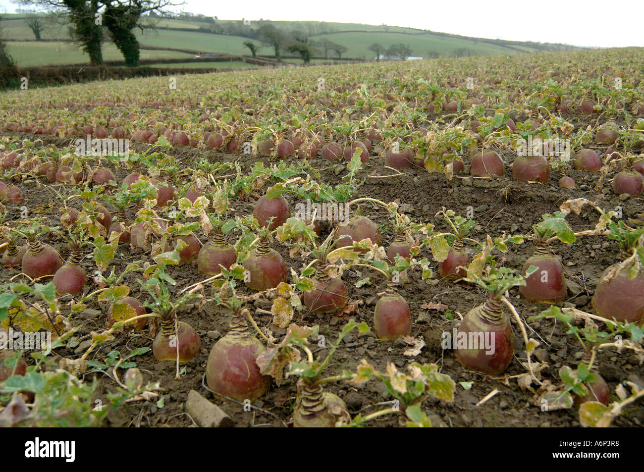 Mature swede Brassica napobrassica crop at harvest in mid Devon Stock Photo