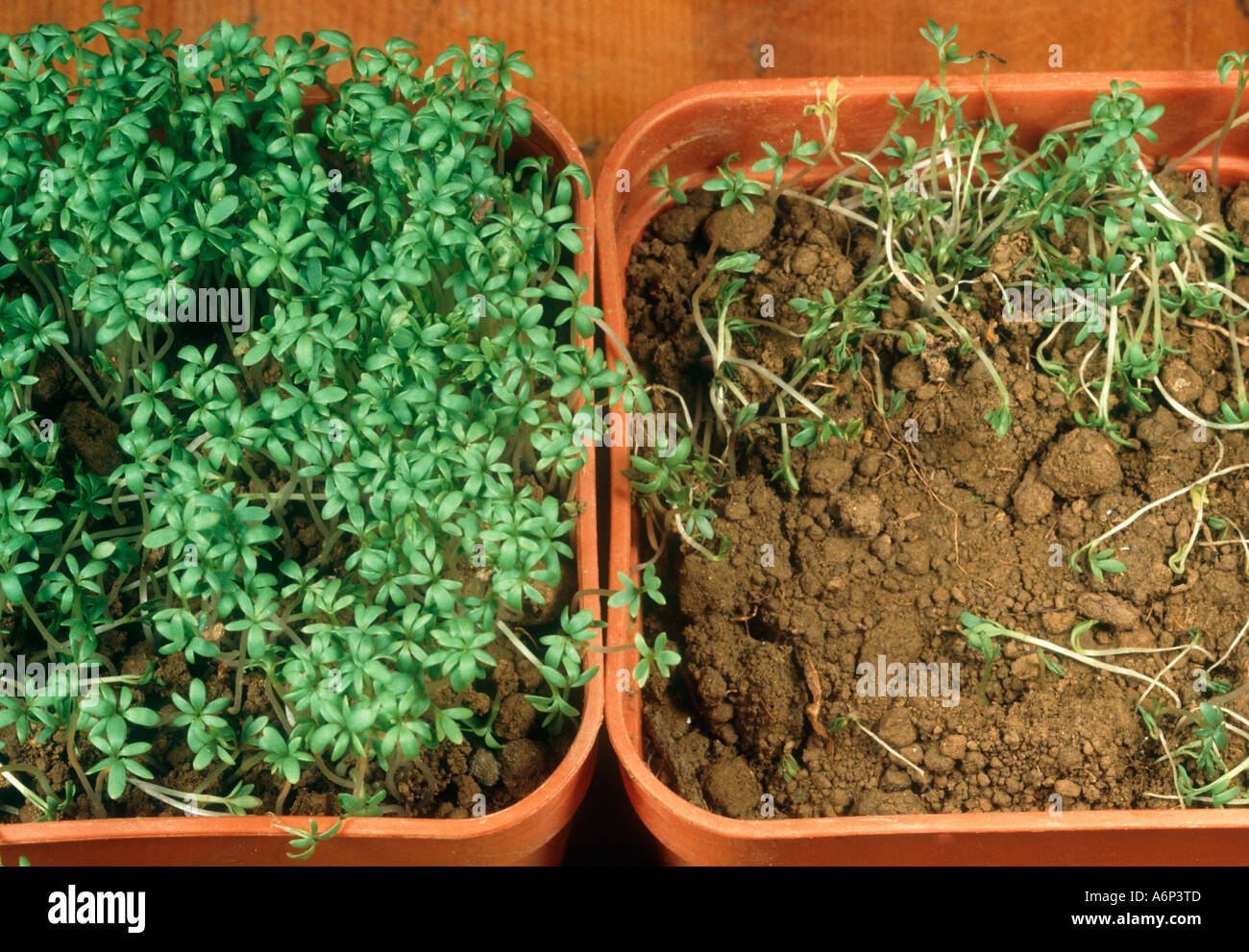 Calling Seedlings a Loss? Avoid This Costly Mistake