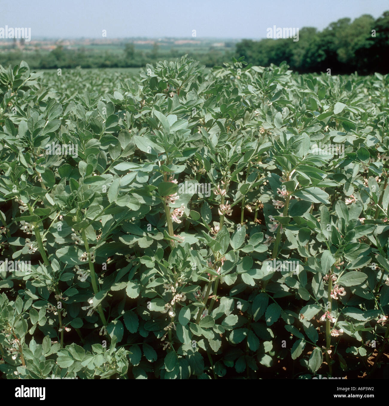 A healthy crop of flowering field beans Stock Photo