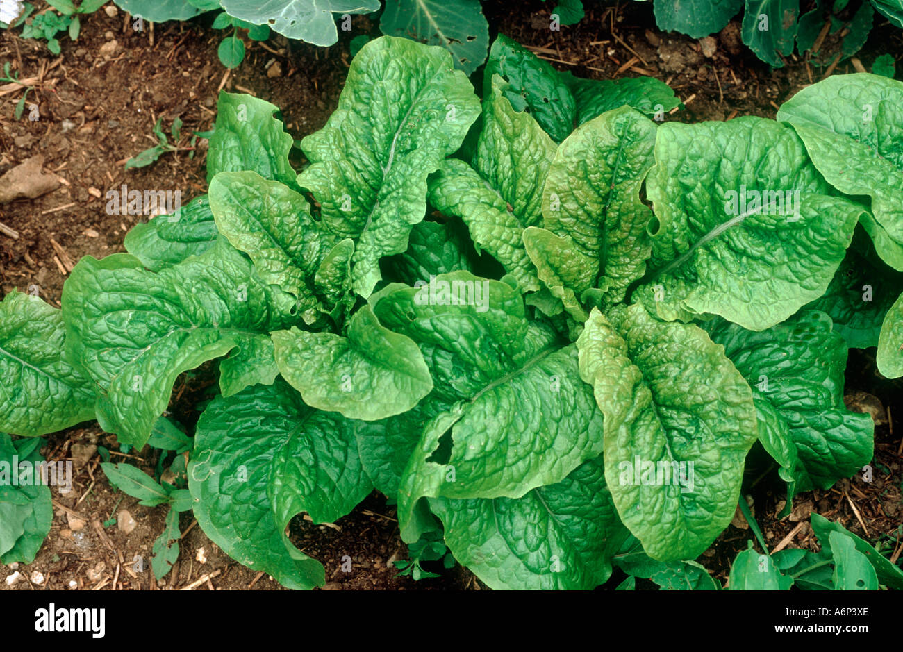 Mature celtuce plant a type of lettuce salad vegetable Stock Photo