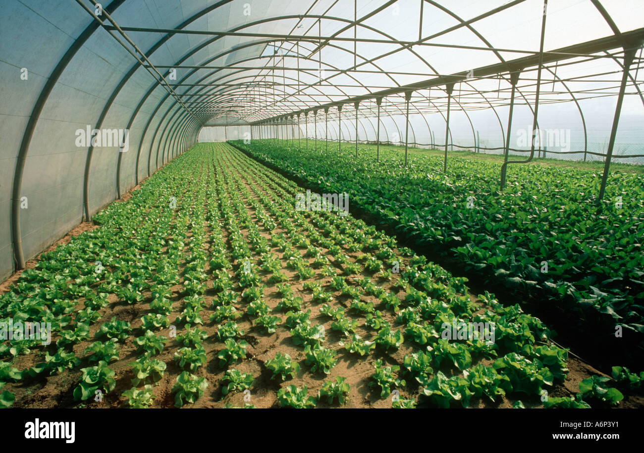 Young mature lettuce crops in polythene tunnel Portugal Stock Photo