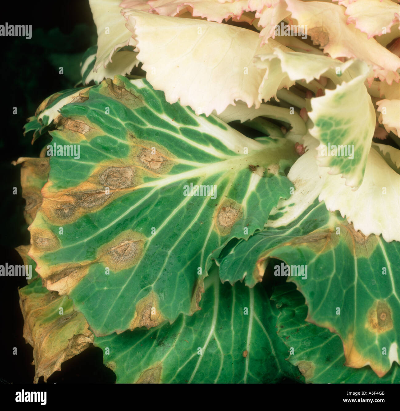 Ring spot Mycosphaerella brassicicola lesions on ornamental cabbage leaves Stock Photo