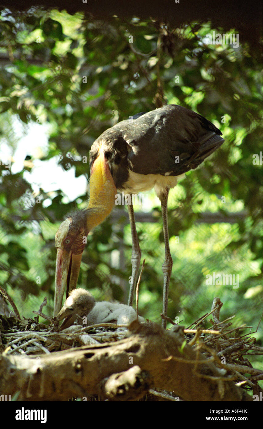 Greater adjutant stork bird with chick in nest Stock Photo
