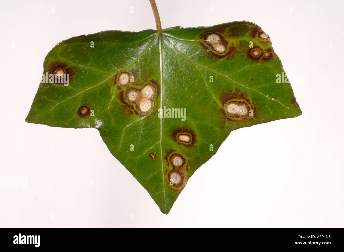 Leaf spot on ivy Hedera helix with pycnidia many possible fungal causes Stock Photo