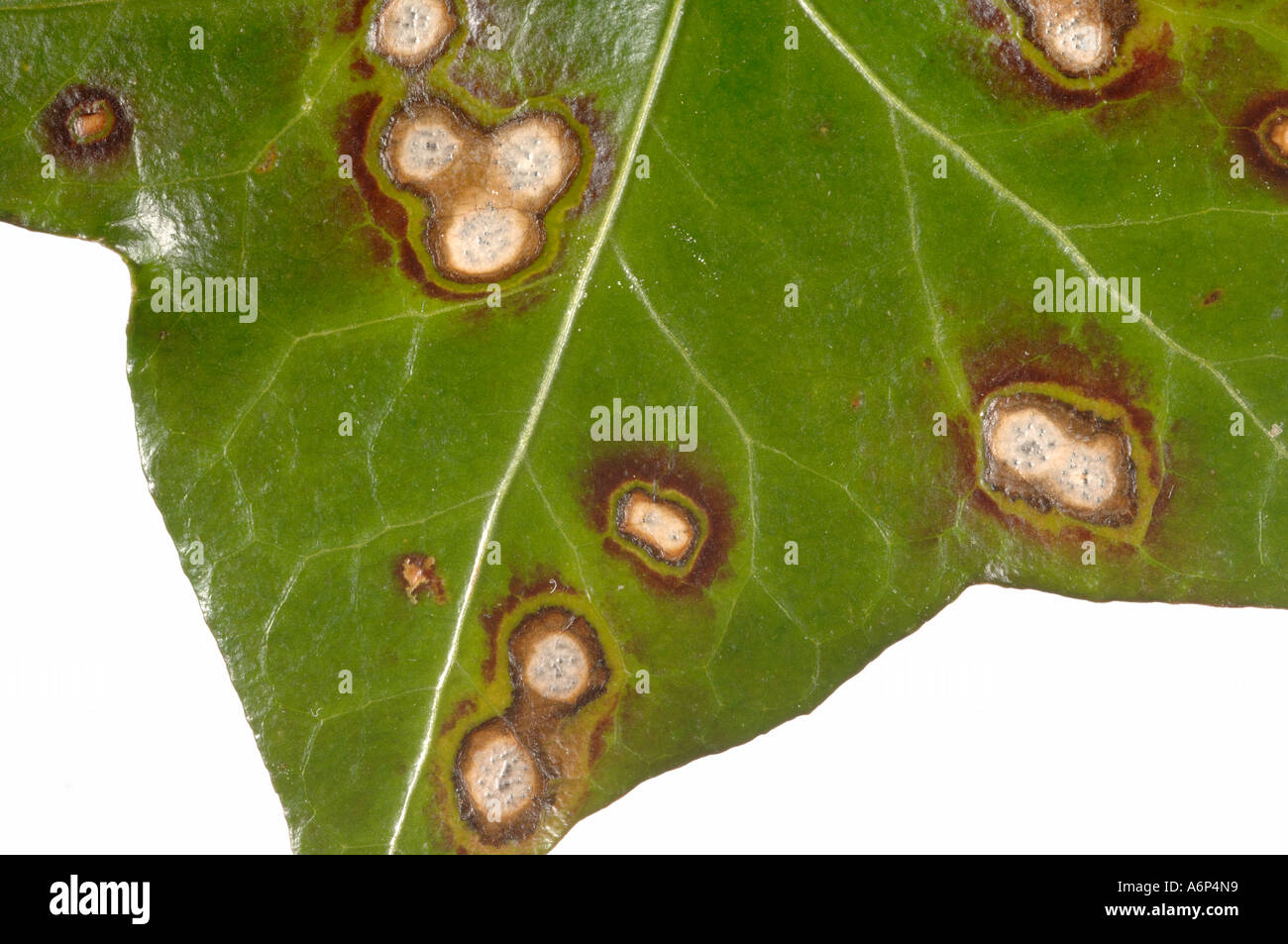 Leaf spot on ivy Hedera helix with pycnidia many possible fungal causes Stock Photo