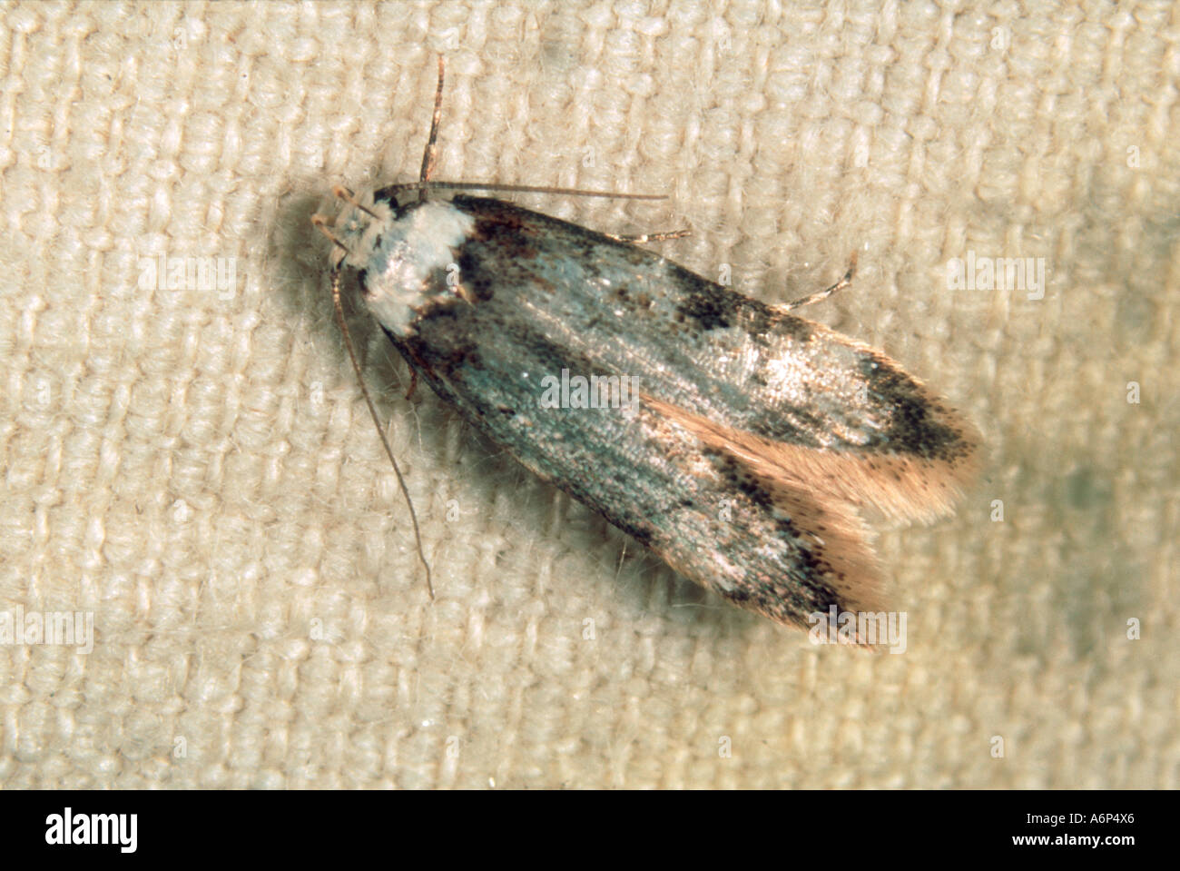 White shouldered house moth Endrosis sarcitrella moth house pest Stock Photo