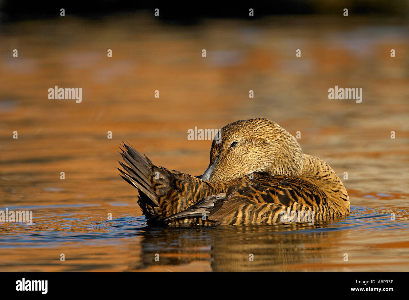 Female Common Eider Duck Stock Photo Alamy