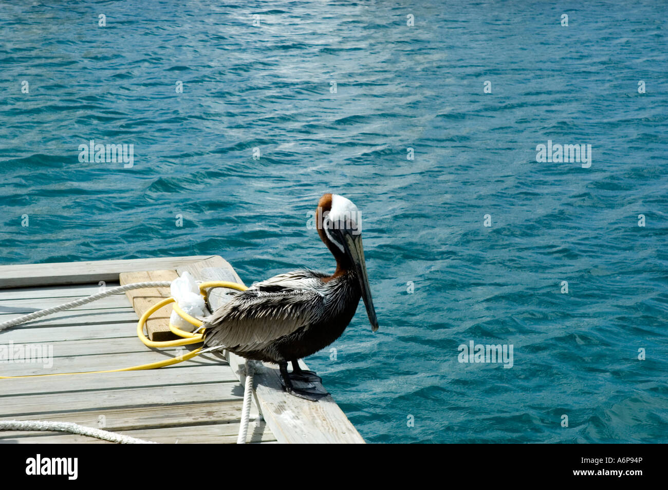 A pelican relaxing in the sunshine on the jetty, The Pusser's Landing at Soper's Hole, West End, Tortola Stock Photo