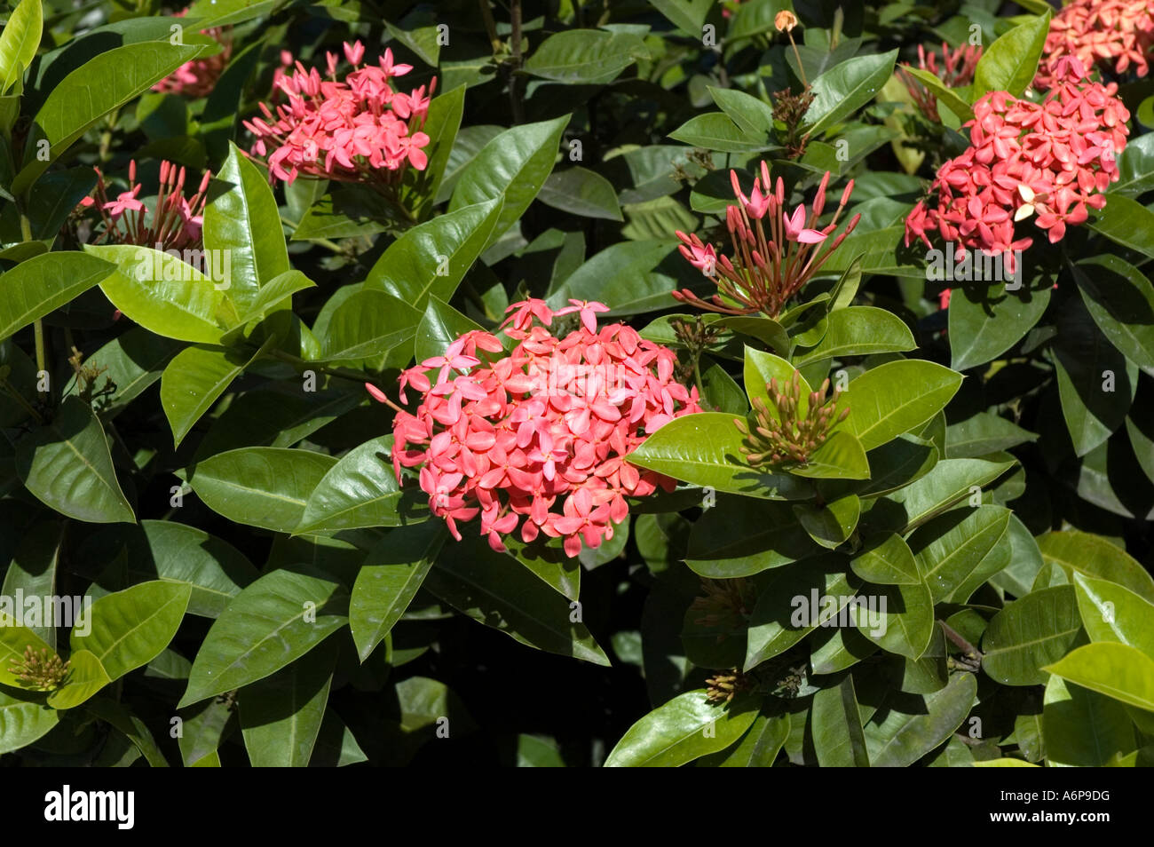 West indian jasmine flowers hires stock photography and images Alamy