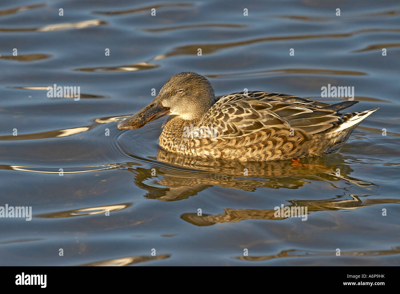 Female (Northern) Shoveler Stock Photo - Alamy