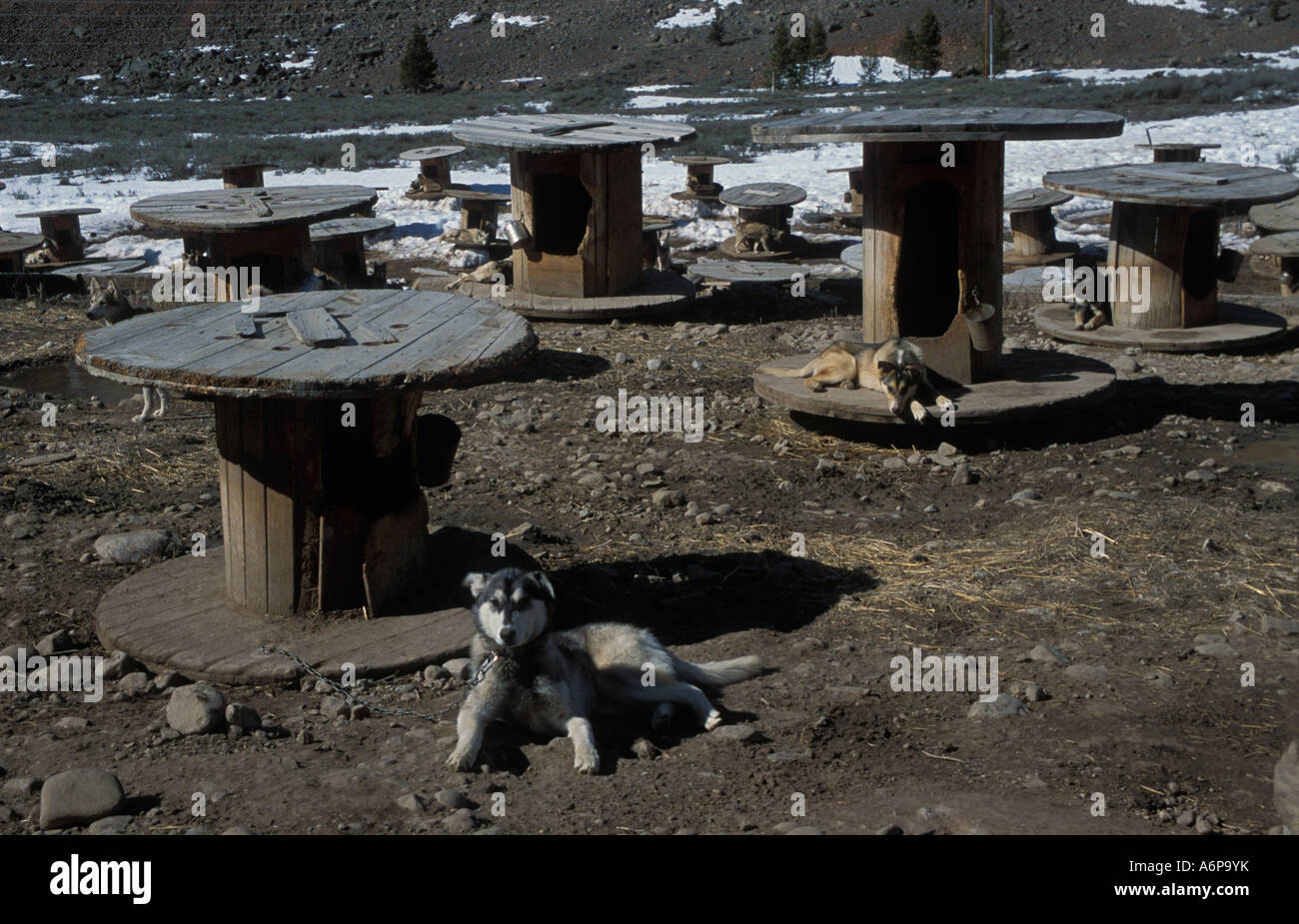 Jackson Hole Iditarod sled dog team Great Tuton National Park Wyoming